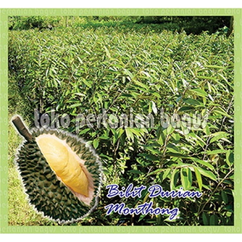 bibit durian monthong bibit durian monthong