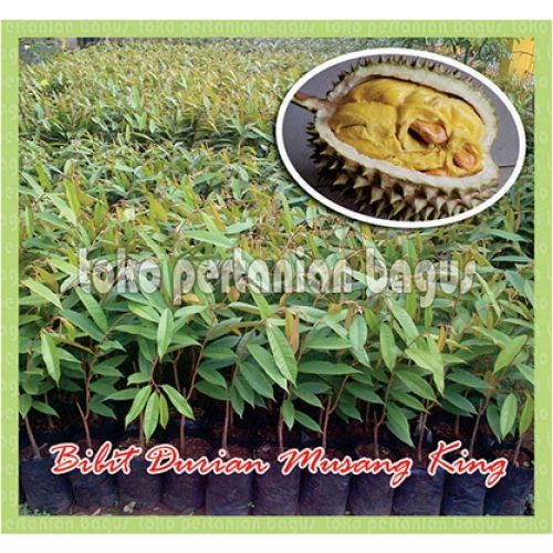bibit durian musang king bibit durian raja musang bibit durian musang king bibit durian raja musang