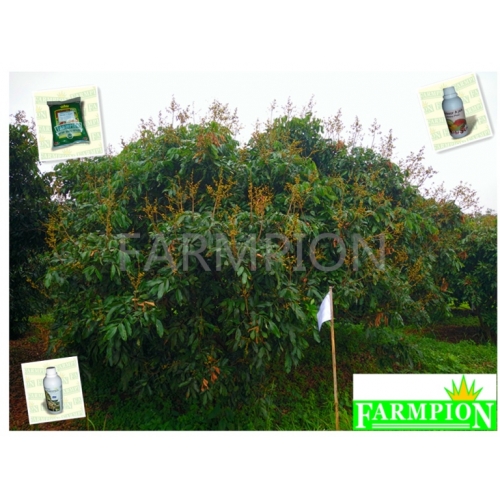 pupuk farmpion paket kelengkeng booster pupuk farmpion paket kelengkeng booster
